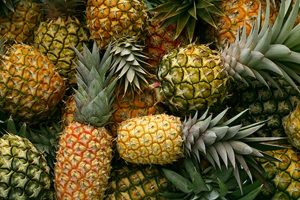 Here are process of pineapple farming