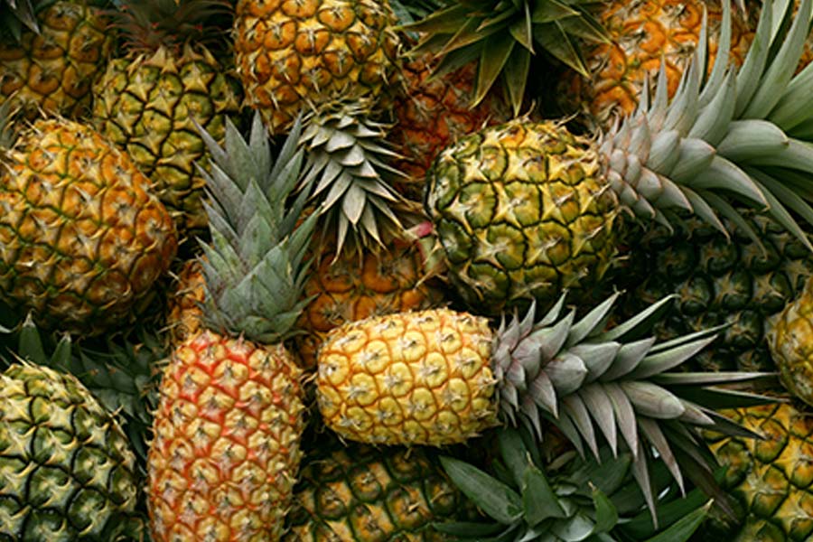 %%title%% %%page%% %%sep%% %%sitename%% Here are process of pineapple farming