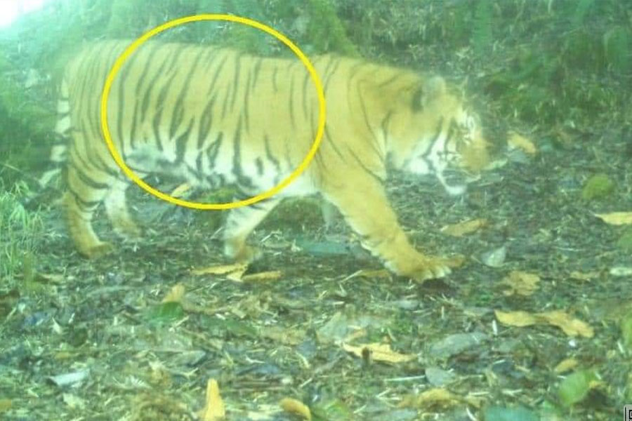 Royal Bengal Tigers found in the forest of higher altitude in North Sikkim