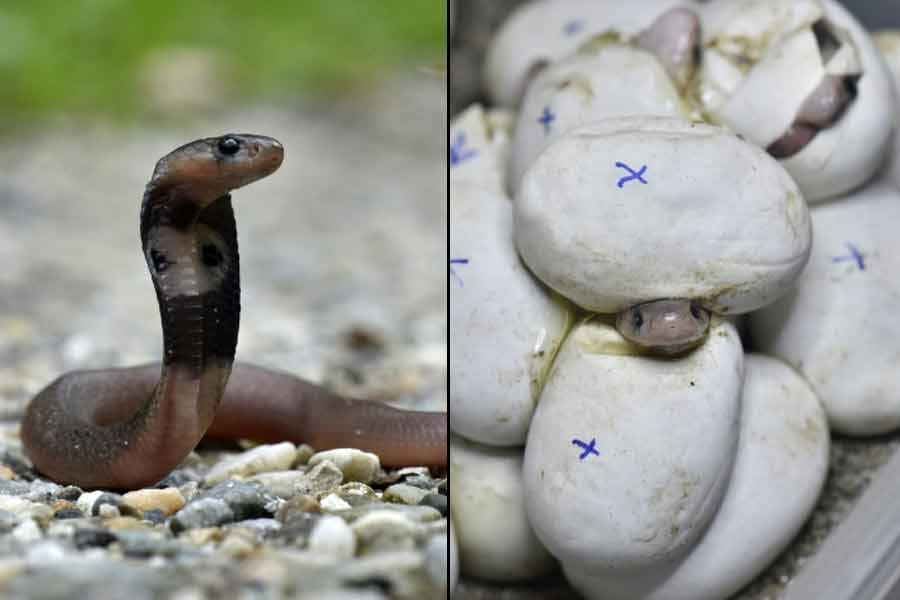 Snakes hatched with help of foresters in Jaldapara national park