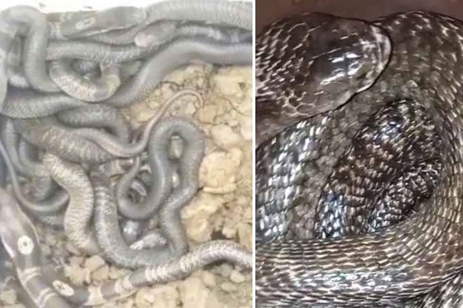 Forest Department bursts illegal Snake racket at a village in East Midnapore run by family