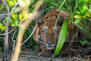 Death by tiger attack in Sundarbans