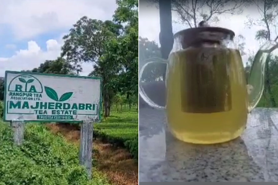 Mango green tea is produced in Majherdabri tea garden at Alipurduar