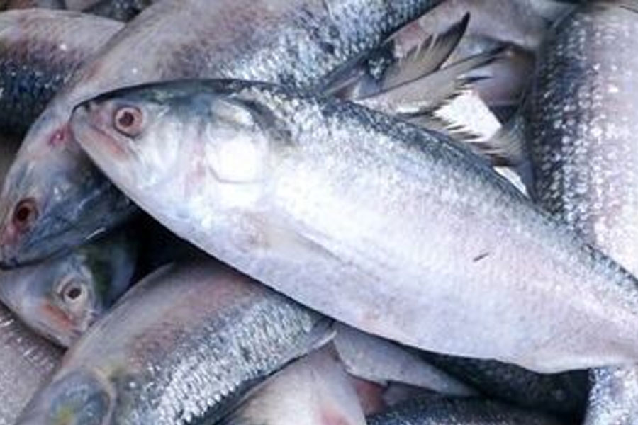 Seven tons of hilsa arrived in Digha