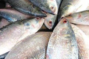 Reason behind India-Bangladesh's tension over hilsa export