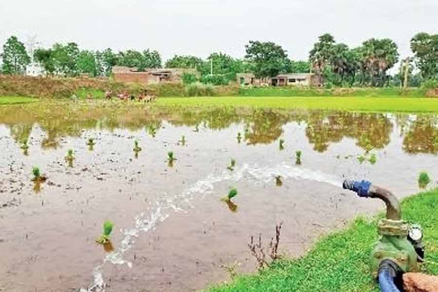 There is no rain in Purulia, reservoir water is used for paddy cultivation