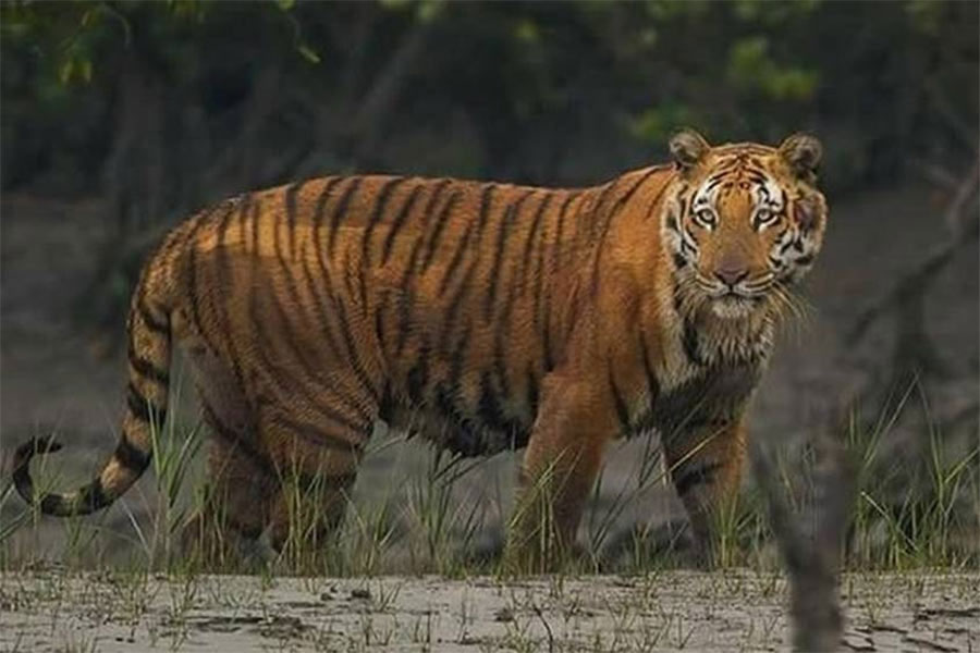 Royal bengal tigers increased to 100 in Sunderbans
