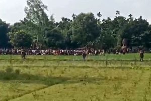 Bangladeshi looters cutting crops across border, new nuisance in Nadia's Tehatta