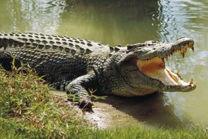 Crocodiles enter vadodara and adjoining cities as Flood in gujarat