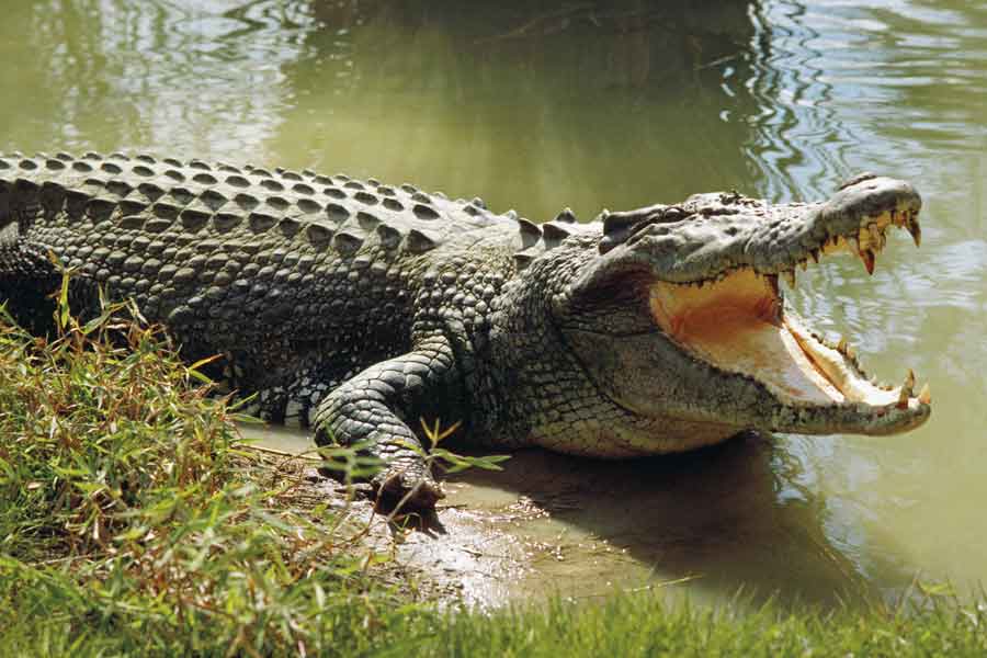 A fisherman attacked by Crocodile