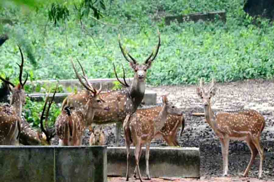 Deer breeding center will be made in Buxa Tiger Reserve