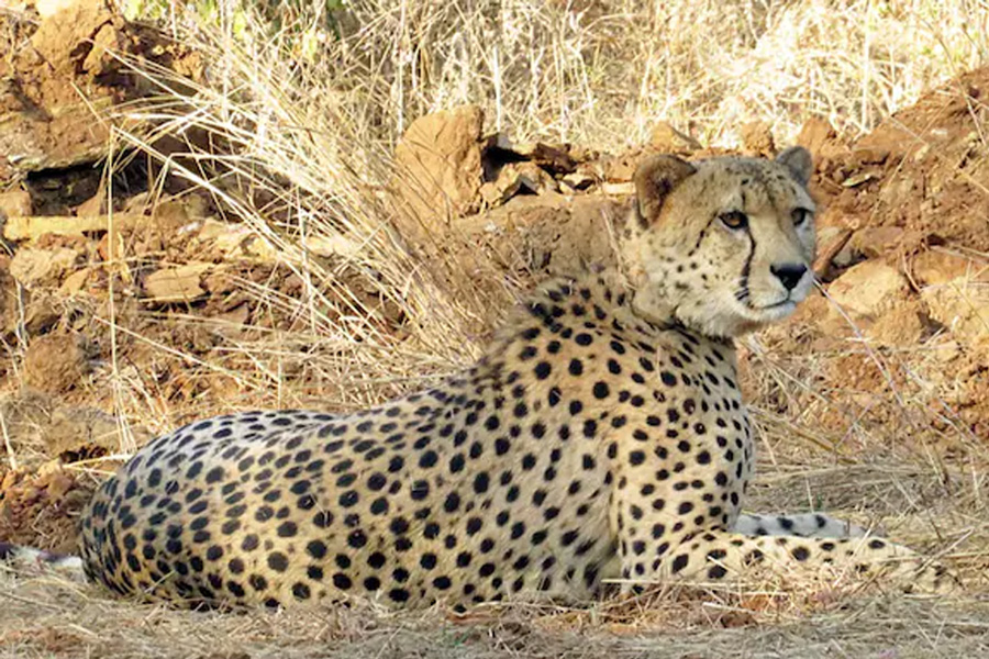 Cheetahs at Kuno to be released a year after enclosure stay