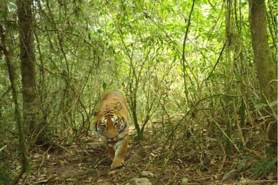 Again Royal Bengal Tiger spotted at Neora Valley