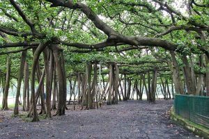 Banyan tree of Botanical garden losses title