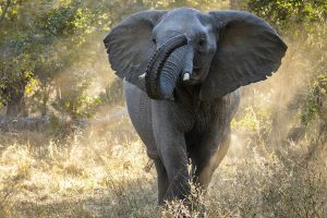 Zimbabwe: 200 elephants will be killed to feed the people of the country