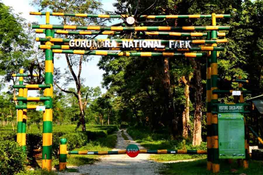 Durga Puja Travel: New initiative in Gorumara National Park to attract tourists