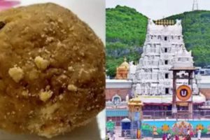 Tirupati laddu row: Andhra pauses SIT probe until Supreme Court hearing