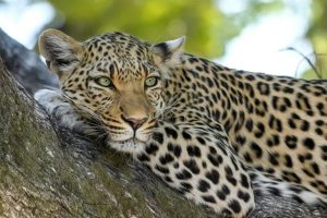 A Leopard Beaten To Death For Attacking Homeguard In Uttar Pradesh