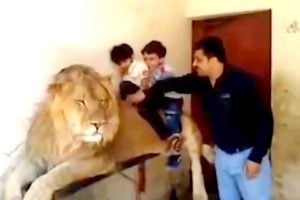 A man put two children on the lion's back viral video