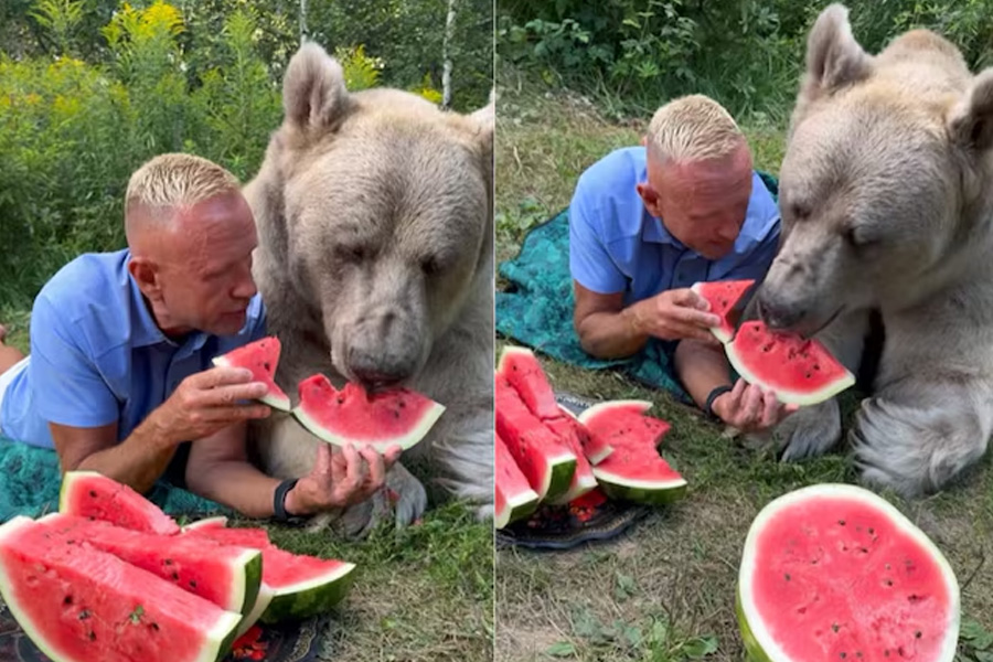 Viral Video of a Man Feeds Watermelon To Giant Bear Effortlessly