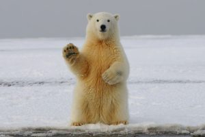 Polar Bear Appears In Iceland after 8 Years, Shot Dead By Police