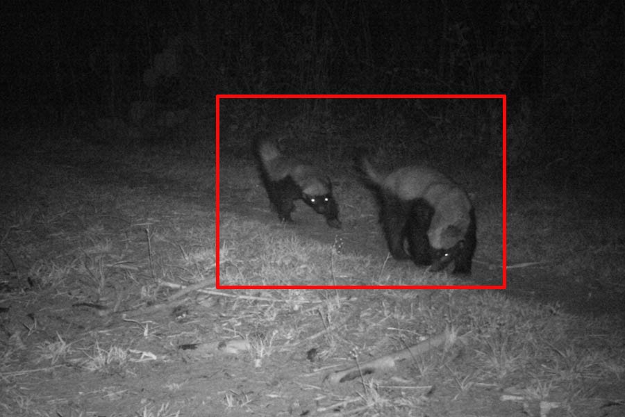 EXCLUSIVE: Rare mammal Honey Badger traced in Purulia's forest proves better eco system there