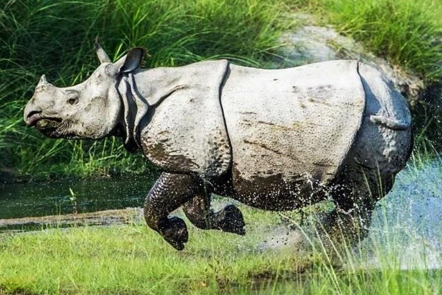 On camera, biker chased and mauled to death by Rhino in Assam