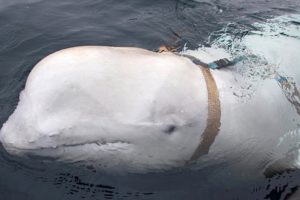 The mystery of Russia’s ‘Spy Whale’ revealed