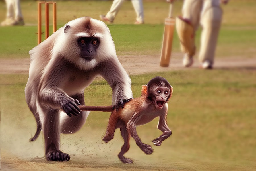 IND vs BAN: Kanpur Test Hires Langurs For Security to keep monkey menace at the stadium