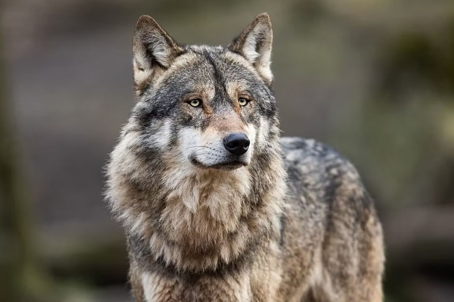 After UP's Bahraich, wolf attacks 5 people in Madhya Pradesh's Khandwa