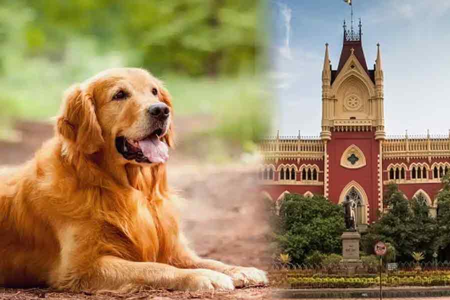 High Court directed the state to take action against illegal breeding and sale of pets