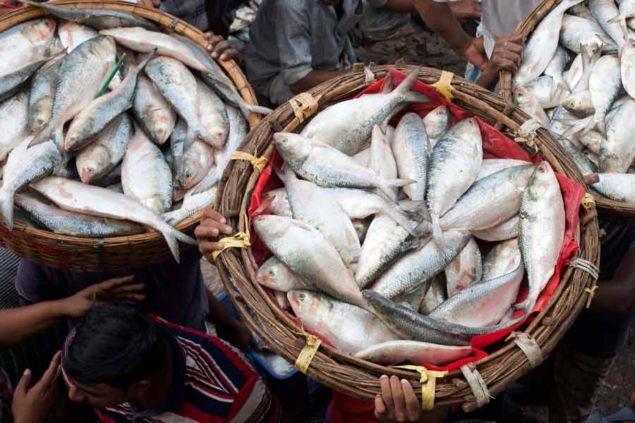 Bangladesh exports more hilsa to India in second phase