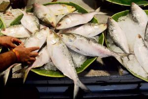 Bangladesh interim government adviser spoke about Hilsa to export India