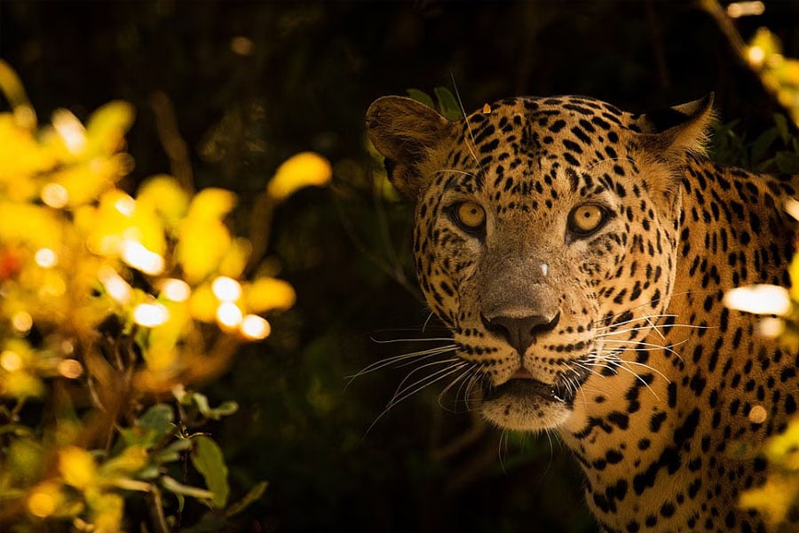 man eater leopard killed 3 villagers in rajasthan