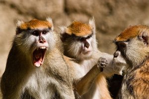 Monkeys stopped harassment of a 6 year old in Uttar Pradesh