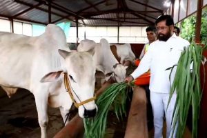 Maharashtra, citing vedic significance, declares cow as Rajyamata-Gomata