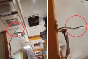 Snake spotted inside Jabalpur-Mumbai Garib Rath Express, passengers panic