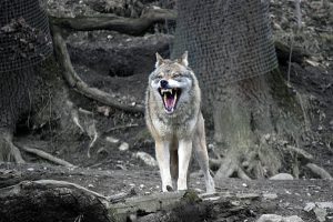 Fresh wolf pack sighting causes panic in Bahraich