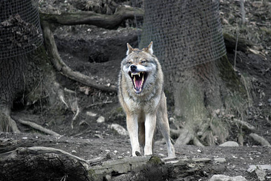 Woman injured in attack by man eater wolf in Uttar Pradeshs Bahraich