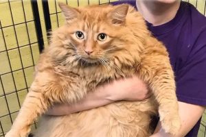 World’s fattest cat dies