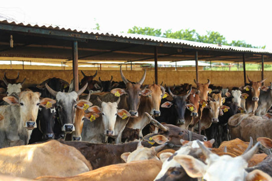 UP minister's solution to cure cancer, Lying in cowshed and cleaning it