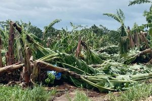 Cyclone Dana rain damaged crops on 1 lakh in West Bengal