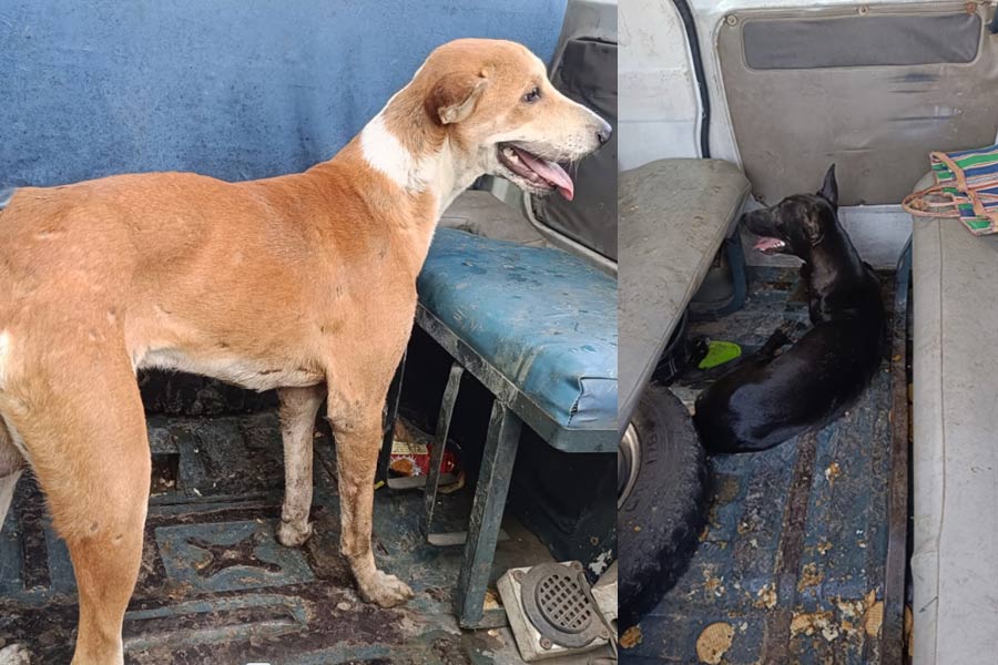 Three arrested allegedly attempt to kidnap stray dogs at Polba, Hooghly