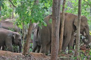 Leave of forest dept staff is canceled during Durga Puja due to elephant attack in Purulia