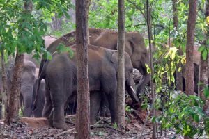 Forester killed in Alipurduar by Elephant attack