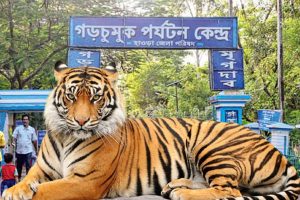 Royal Bengal Tiger to arrives soon in Howrah's Garchumuk mini zoo