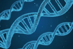 New Finding in Gene development study