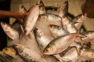 Prices of hilsa fishes decreased in Murshidabad