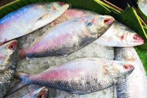 Why Hilsa Fish is less available in this West Bengal