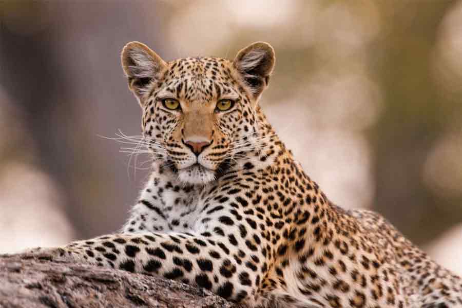 Leopard attack, 3 people were injured in Madhya Pradesh